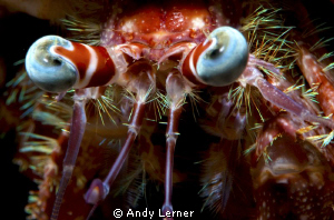 Nice eyes on a hermit by Andy Lerner 